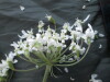 Thumbnail IMG_1846.JPG 