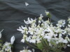 Thumbnail IMG_1847.JPG 