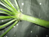 Thumbnail IMG_1848.JPG 