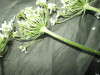 Thumbnail IMG_1849.JPG 