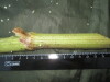 Thumbnail IMG_1851.JPG 