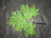 Thumbnail IMG_1853.JPG 