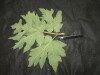Thumbnail IMG_1854.JPG 