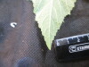 Thumbnail IMG_1856.JPG 