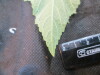 Thumbnail IMG_1857.JPG 