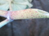 Thumbnail IMG_1858.JPG 