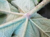 Thumbnail IMG_1859.JPG 