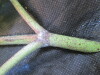 Thumbnail IMG_1860.JPG 