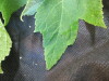 Thumbnail IMG_1861.JPG 