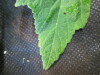 Thumbnail IMG_1862.JPG 