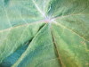 Thumbnail IMG_1863.JPG 