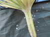 Thumbnail IMG_1865.JPG 