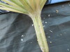 Thumbnail IMG_1866.JPG 