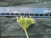 Thumbnail IMG_1867.JPG 