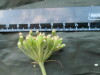 Thumbnail IMG_1868.JPG 