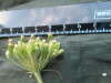 Thumbnail IMG_1869.JPG 