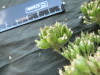Thumbnail IMG_1870.JPG 