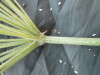 Thumbnail IMG_1872.JPG 