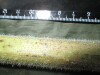 Thumbnail IMG_1876.JPG 