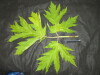 Thumbnail IMG_1879.JPG 