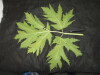 Thumbnail IMG_1880.JPG 