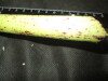 Thumbnail IMG_1881.JPG 