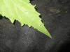 Thumbnail IMG_1883.JPG 