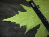 Thumbnail IMG_1884.JPG 