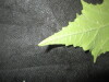 Thumbnail IMG_1885.JPG 