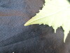 Thumbnail IMG_1887.JPG 