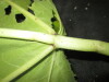 Thumbnail IMG_1888.JPG 