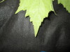 Thumbnail IMG_1889.JPG 