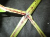 Thumbnail IMG_1891.JPG 