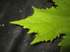 Thumbnail IMG_1892.JPG 