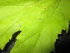 Thumbnail IMG_1893.JPG 