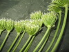 Thumbnail IMG_1894.JPG 
