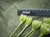 Thumbnail IMG_1895.JPG 