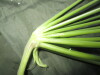 Thumbnail IMG_1896.JPG 