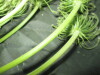 Thumbnail IMG_1897.JPG 
