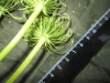 Thumbnail IMG_1899.JPG 