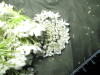 Thumbnail IMG_1901.JPG 