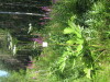 Thumbnail IMG_8227.JPG 