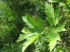 Thumbnail IMG_8230.JPG 