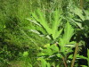 Thumbnail IMG_8231.JPG 