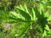 Thumbnail IMG_8232.JPG 