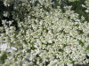 Thumbnail IMG_8234.JPG 