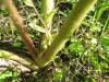 Thumbnail IMG_8235.JPG 
