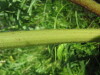 Thumbnail IMG_8236.JPG 