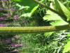 Thumbnail IMG_8238.JPG 