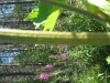 Thumbnail IMG_8239.JPG 